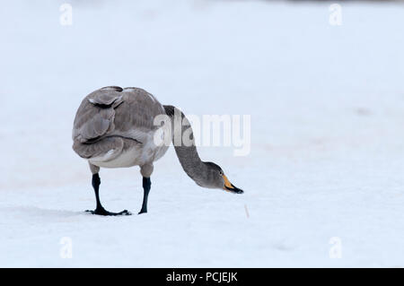 Singschwan (Cygnus Cygnus) Junge, Japan Stockfoto