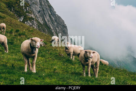 Schafe auf einem Bergbauernhof auf bewölkten Tag der Schweizer Alpen Brienzer Rothorn Schweiz Stockfoto