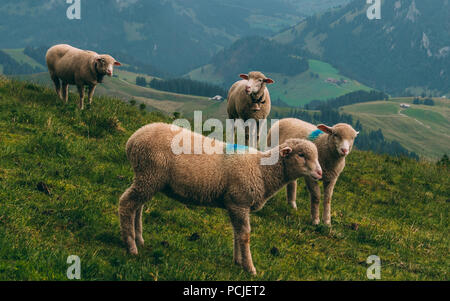 Schafe auf einem Bergbauernhof auf bewölkten Tag der Schweizer Alpen Brienzer Rothorn Schweiz Stockfoto