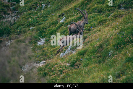 Zwei alpinen Steinbock Steinbock Capra ibex mit Gras infront sonnig Stockfoto