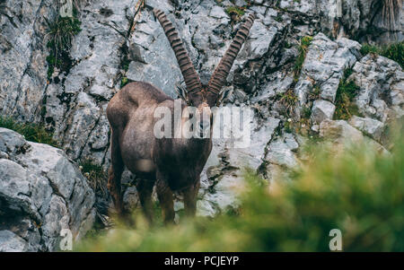 Alte alpine Steinbock Steinbock Capra ibex steht auf einem Felsen an der Kamera suchen, Brienzer Rothorn Schweiz Alpen Stockfoto