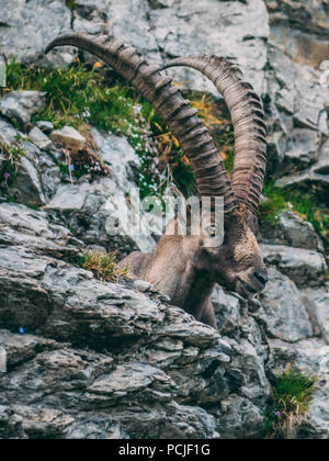 Majestätische Tier alte und weise alpine Steinbock Steinbock Capra ibex in den schweizer Alpen Brienzer Rothorn Stockfoto