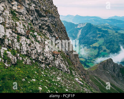 Viele Steinbock stehend auf einem steilen Felsen in den schweizer Alpen Steinbock Capra ibex, Brienzer Rothorn Schweiz Stockfoto