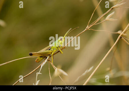 Makrofotografie von gelben Heuschrecke im sommer wiese. Stockfoto