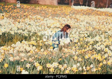 Einem chinesischen oder asiatischen Mädchen/Frau/Dame riechen und genießen Sie die herrliche Narzissen Blumen in ein Meer von Narzissen Blumen, Foto in England, Großbritannien Stockfoto