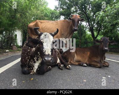 Kühe auf der Straße, Neu Delhi, Indien Stockfoto