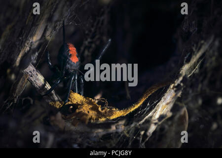 Redback spider (Latrodectus Hasselti), in einem Garten, Melbourne, Victoria, Australien Stockfoto