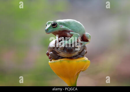 Zwei pummelig Baum Frösche sitzen auf einer Anlage, Indonesien Stockfoto