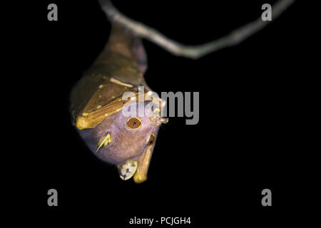 Eastern Tube-gerochene Obst bat (Nyctimene albiventer) hängen an einem Zweig, Cape York, Queensland, Australien Stockfoto