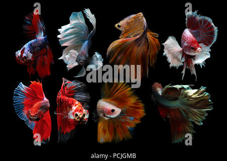 Betta fish Montage Stockfoto