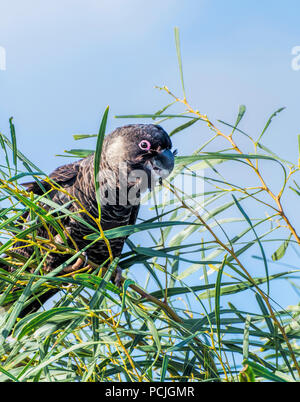 Carnaby's Black Cockatoo (Calyptorhynchus latirostris) in einem Baum, Perth, Western Australia, Australien Stockfoto