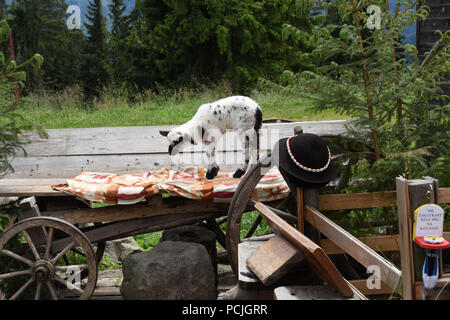 Junges Zicklein Ziege auf Gubalowka Park Zakopane Polen Stockfoto