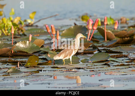 Chinesische Pound-Heron, Erwachsene nicht-Zucht in rosa Seerosen (ardeola Bacchus), Thailand Crabier chinois Stockfoto