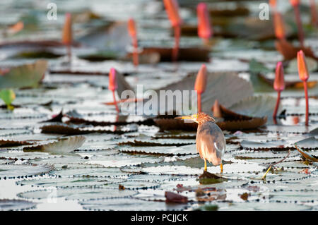 Chinesische Pound-Heron, Erwachsene in rosa Seerosen (ardeola Bacchus), Thailand Crabier chinois Stockfoto