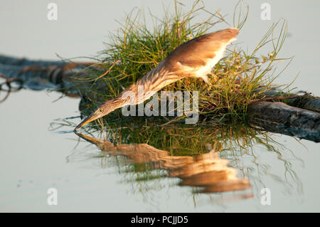 Chinesische Pound-Heron, Erwachsene nicht-Zucht von Fischen (ardeola Bacchus), Thailand Crabier chinois Stockfoto