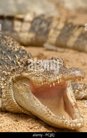 Siamesische Krokodil (Crocodylus siamensis) geöffneten Mund - Thailand Krokodil du Siam Stockfoto