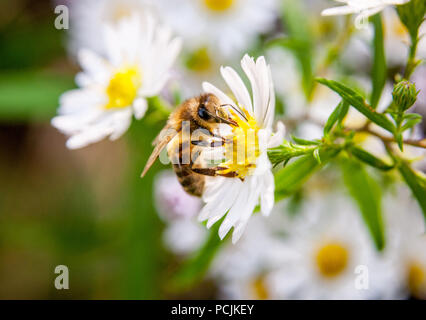 Honig Biene auf weiße und gelbe aster Blume Stockfoto