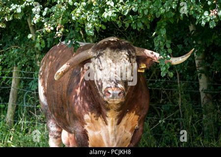 Englisch Longhorn Stier im Feld Stockfoto