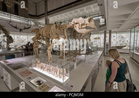 Zoologie Museum Cambridge Stockfoto