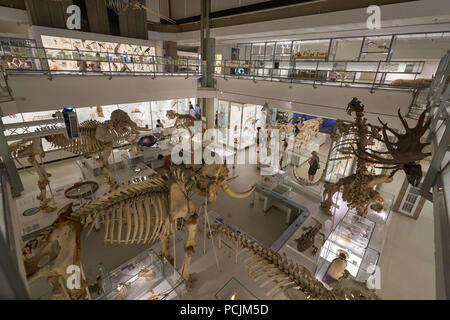 Zoologie Museum Cambridge Stockfoto