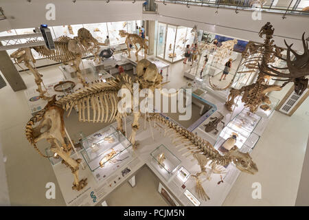 Zoologie Museum Cambridge Stockfoto