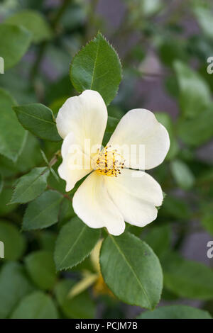 Nahaufnahme von Tottering-by-Gently - Englische gelbe Strauchrose - David Austin Roses, England, UK Stockfoto