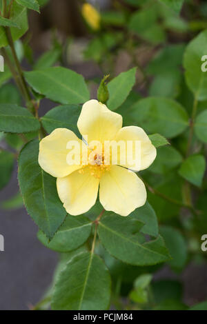 Nahaufnahme von Tottering-by-Gently - Englische Strauchrose - David Austin Roses, England, UK Stockfoto