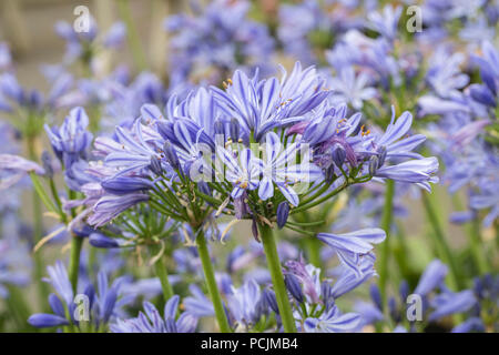 Nahaufnahme von Agapanthus Charlotte, die in einem englischen Garten blüht, England, Großbritannien Stockfoto