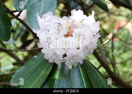 Rhododendron Rex Blumen. Stockfoto