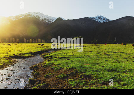 Argentinische Chilenische Patagonien Landschaft mit Frei weidende Kühe in der Nähe eines Flusses. Gruppe der Kühe in den Sonnenuntergang. Stockfoto