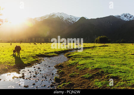 Argentinische Chilenische Patagonien Landschaft mit Frei weidende Kühe in der Nähe eines Flusses. Gruppe der Kühe in den Sonnenuntergang. Stockfoto