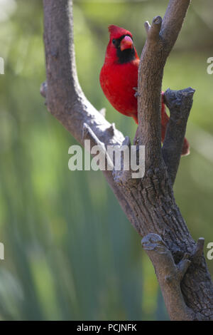 Männliche Northern cardinal in Gabel der Ast bei Sabal Kiefern Heiligtum in der Nähe von Brownsville, Texas. Stockfoto