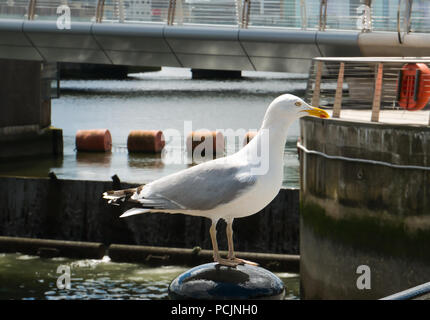 Eine Möwe steht auf einem Black Metal Säule im Hafen mit Wasser und einer Brücke im Hintergrund Stockfoto