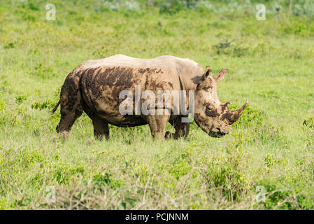 Muddy Rhino in Tansania zu Fuß durch die Savanne Stockfoto