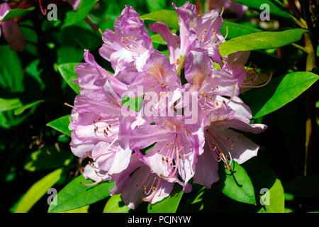 RHODODENDRON IN BLÜTE Stockfoto