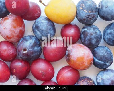 Pflaume Pflaume (Prunus domestica) aka Pflaume Obst vegetarische Kost Stockfoto