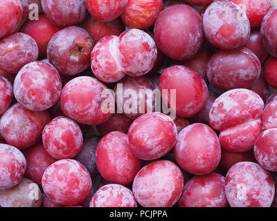 Pflaume Pflaume (Prunus domestica) aka Pflaume Obst vegetarische Kost Stockfoto