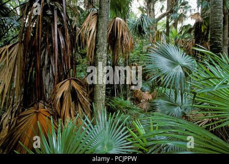 Palmen (Kohl - Baum, LIVISTONA AUSTRALIS wachsen im Regenwald), Queensland Stockfoto