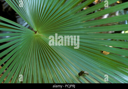 Palmen (Kohl - Baum, LIVISTONA AUSTRALIS wachsen im Regenwald), Queensland Stockfoto