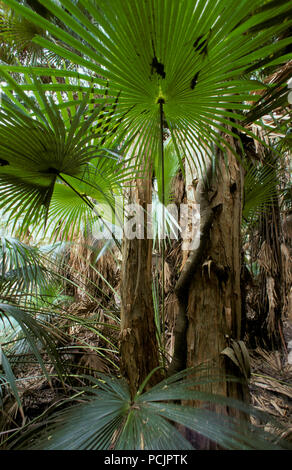 Palmen (Kohl - Baum, LIVISTONA AUSTRALIS wachsen im Regenwald), Queensland Stockfoto