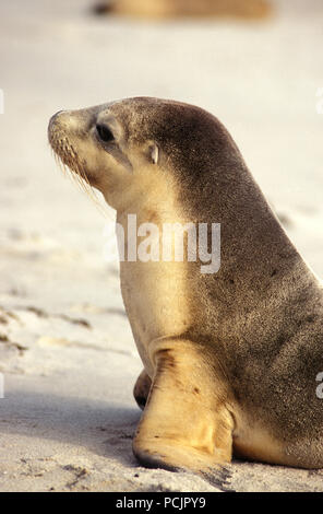 Australische Seelöwe (NEOPHOCA CINEREA) Seal Bay, Kangaroo Island, South Australia Stockfoto