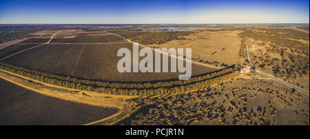 Antenne Panorama der großen Weinberg im Winter in Riverland, South Australia Stockfoto