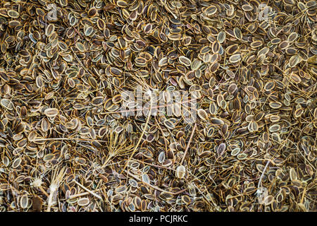 Trockene braun Fenchelsamen close-up als Hintergrund. Stockfoto