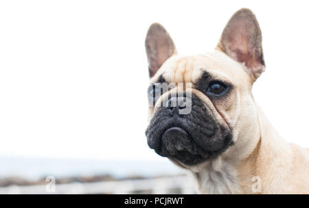 Französische Bulldogge Welpen Stockfoto
