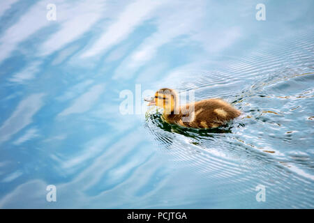 Süße kleine Baby Entlein schwimmen auf dem ruhigen Wasser des Teiches Stockfoto