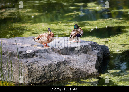 Ente Stockente Anas platyrhynchos Anatidae stehend auf einem Felsen in der Nähe von einem Teich Stockfoto