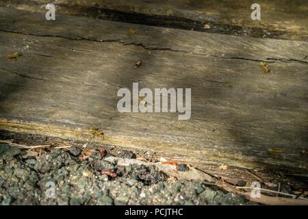 Green Tree ant Oecophylla smaragdina, in Queensland, Australien Stockfoto