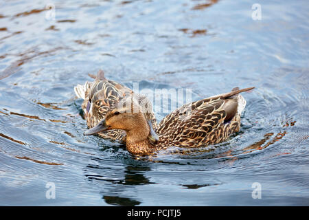 Zwei weibliche Stockente schwimmen auf den Teich. Der Schnabel ist auf den Hals des anderen. Stockfoto