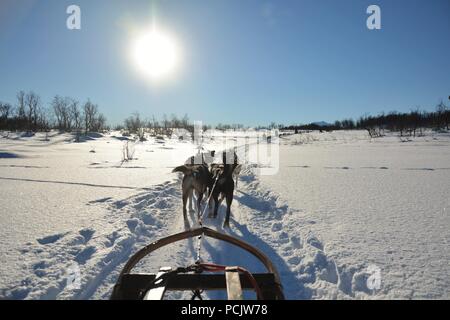 Hundeschlitten Tour auf einer kalten und frostigen Winter Tag in die Berge von Tromsø Stockfoto