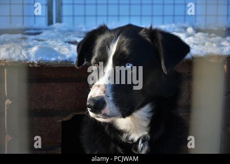 Schlittenhunde ruhen in ihren Kennel und spielen miteinander, nachdem eine hundeschlitten Tour Stockfoto